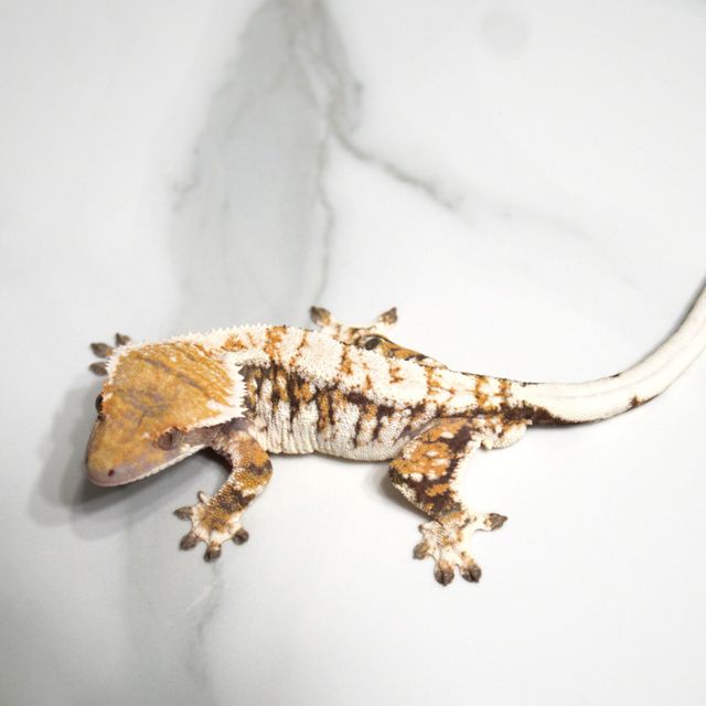 Barb Drippy Tri Extreme Harlequin