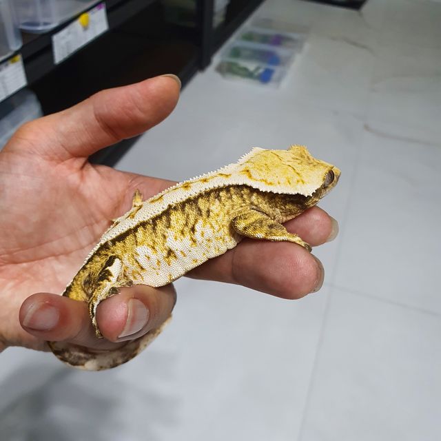 Tri Extreme Harlequin