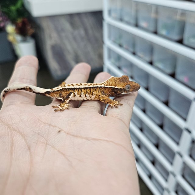 Extreme Harlequin Barb Tri White Pin