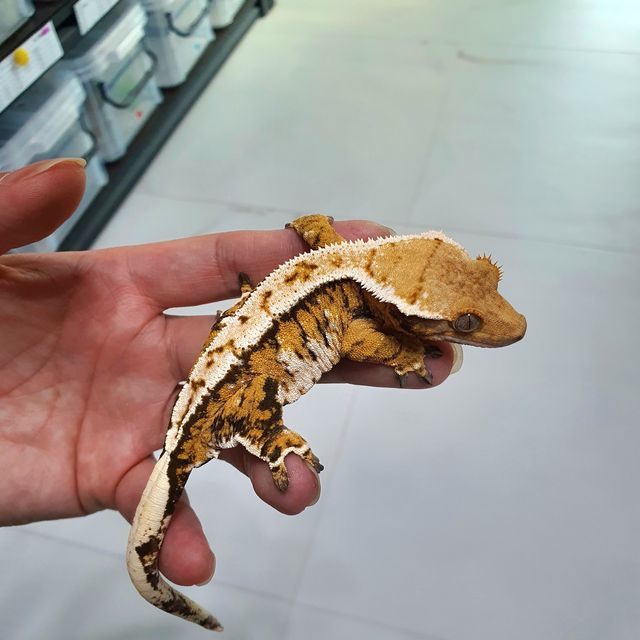 Barb Tri Extreme Harlequin