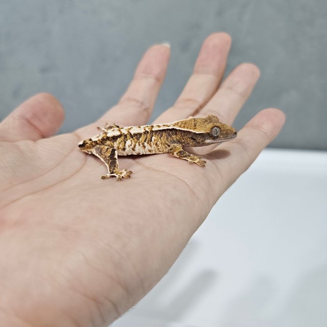 White Pin Tri Barb Extreme Harlequin