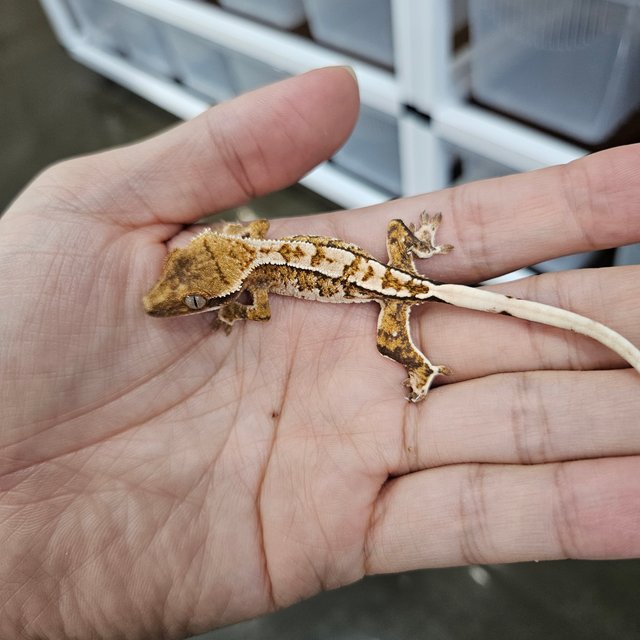 Barb White Pin Tri Extreme Harlequin