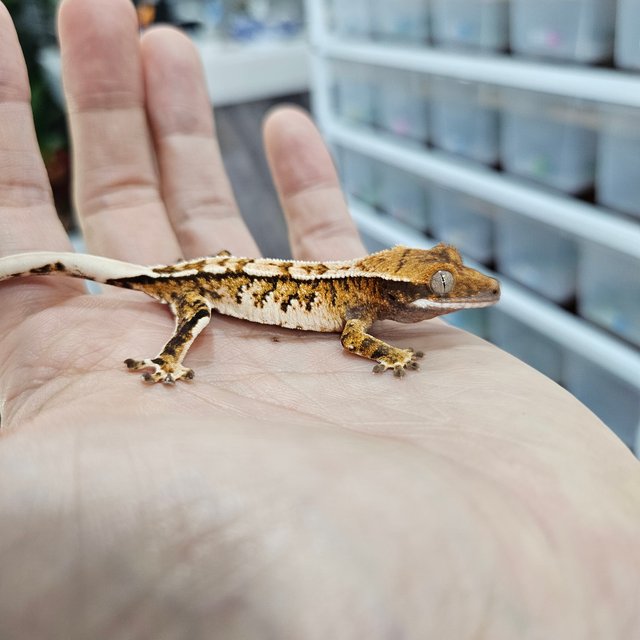 Barb White Pin Tri Extreme Harlequin