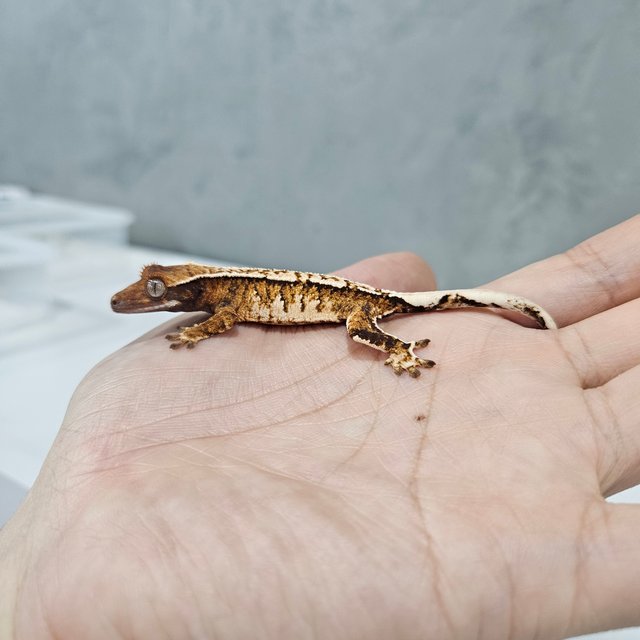 Extreme Harlequin Barb Tri White Pin