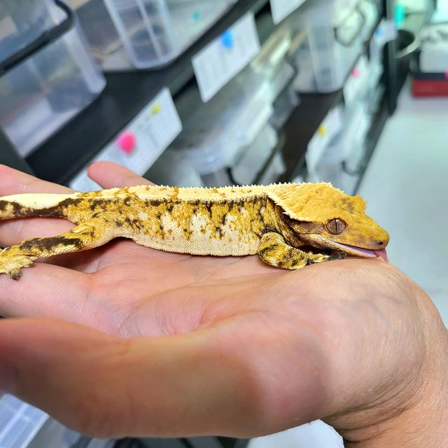 Barb Tri Extreme Harlequin