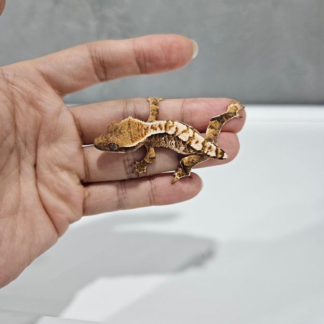 White Pin Tri Barb Extreme Harlequin