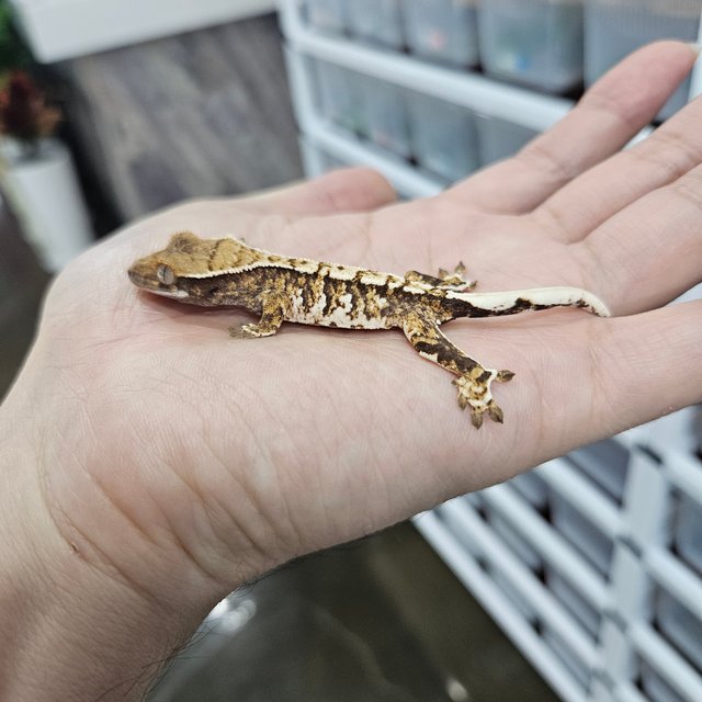 Tri Barb White Pin Extreme Harlequin