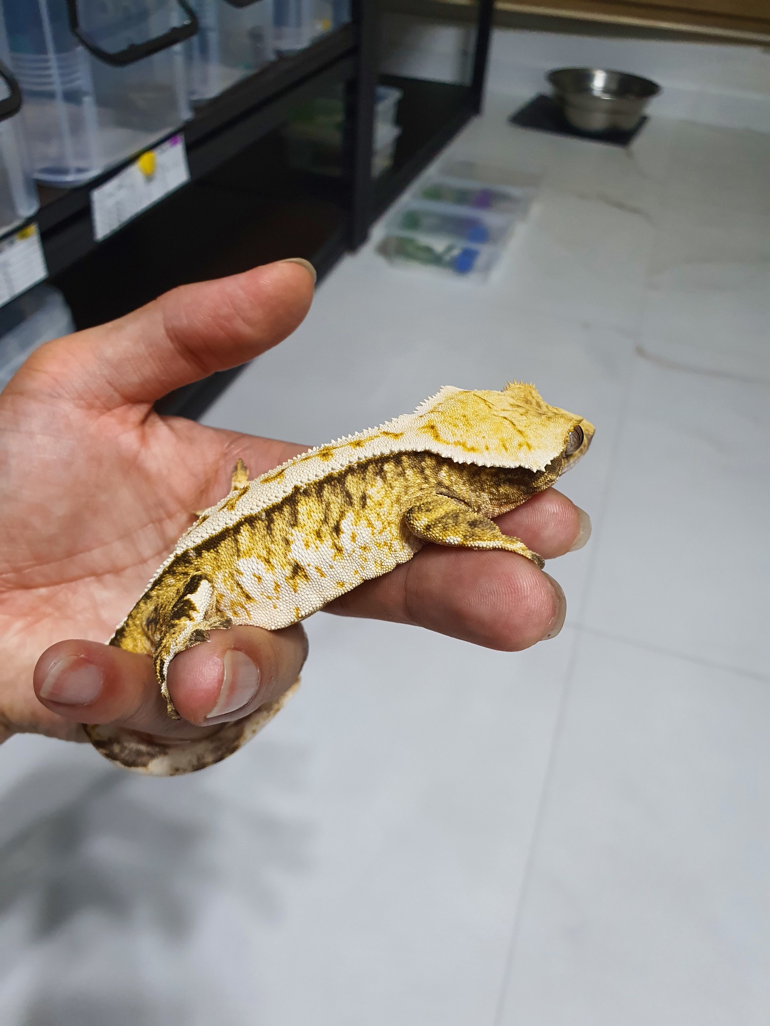 Tri Extreme Harlequin