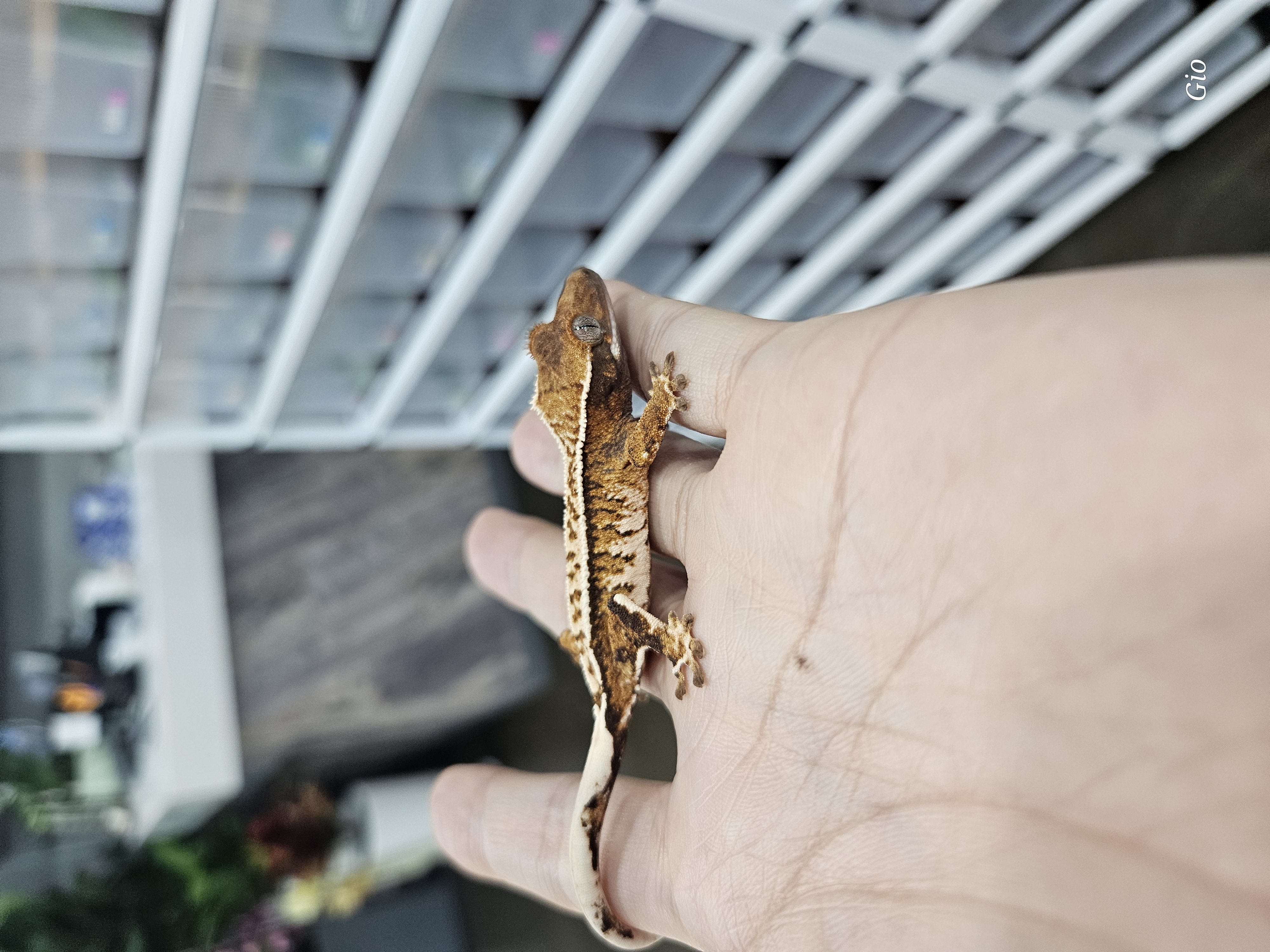 Extreme Harlequin Barb Tri White Pin