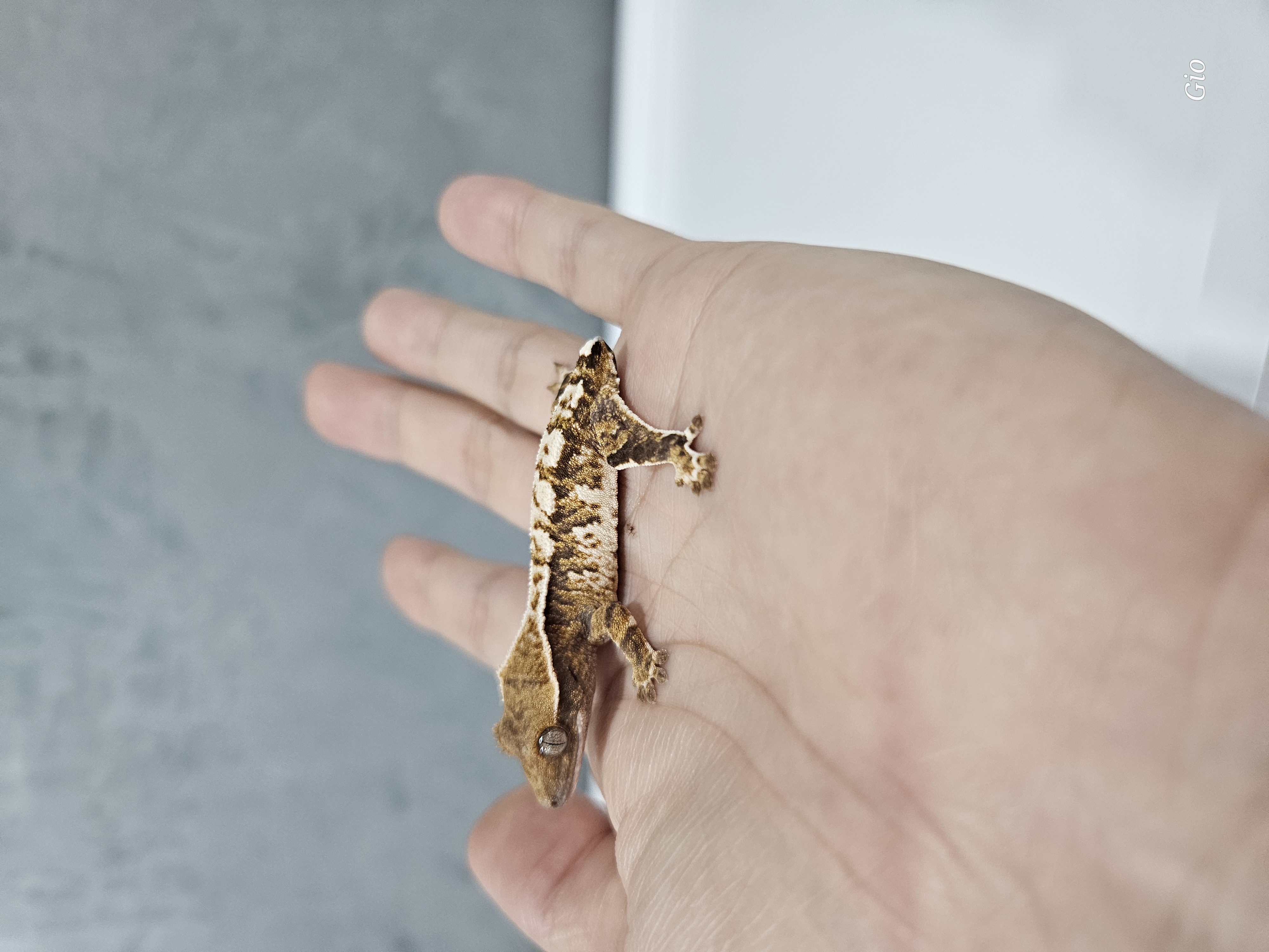 White Pin Tri Barb Extreme Harlequin