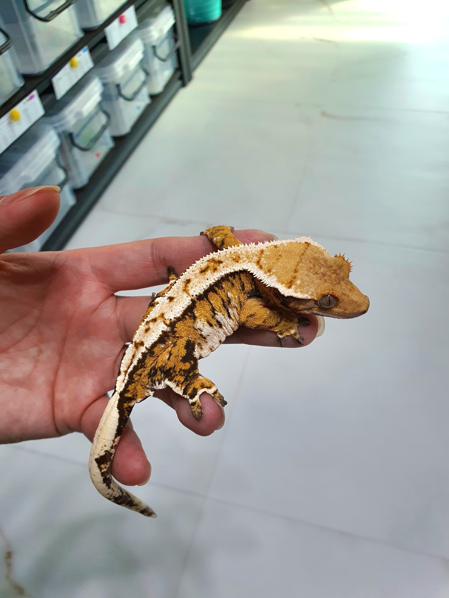 Barb Tri Extreme Harlequin