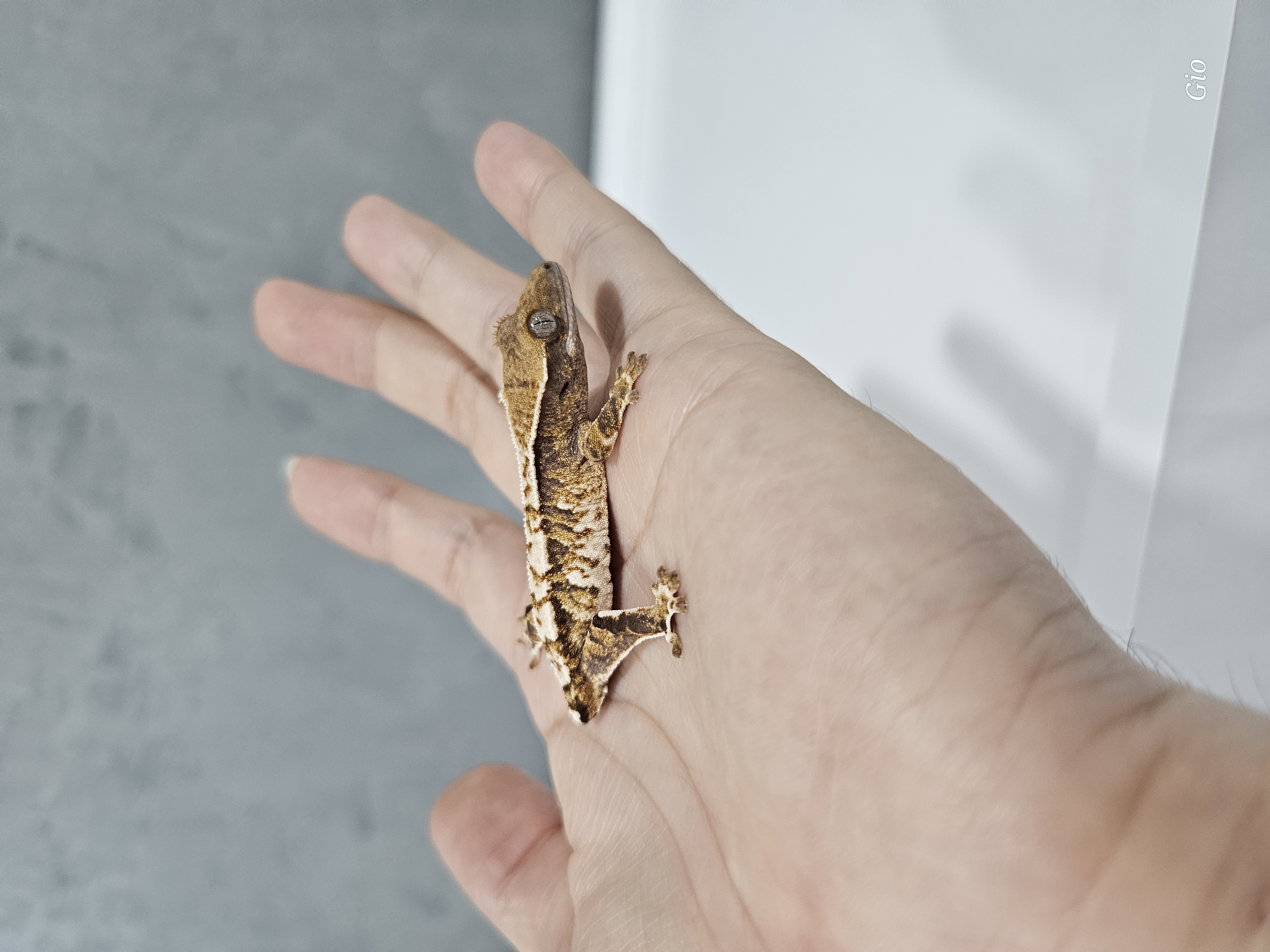 White Pin Tri Barb Extreme Harlequin