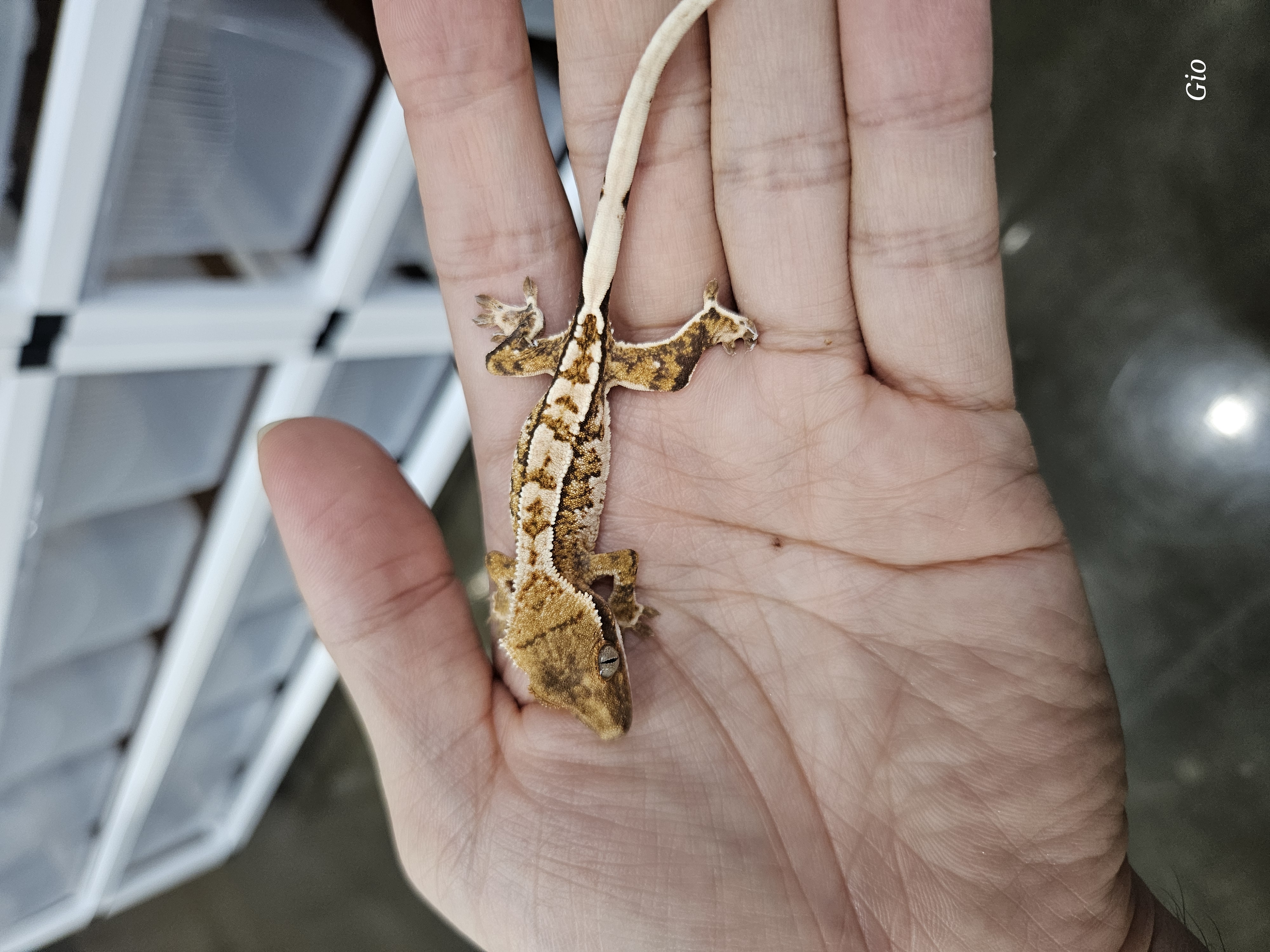 Barb White Pin Tri Extreme Harlequin