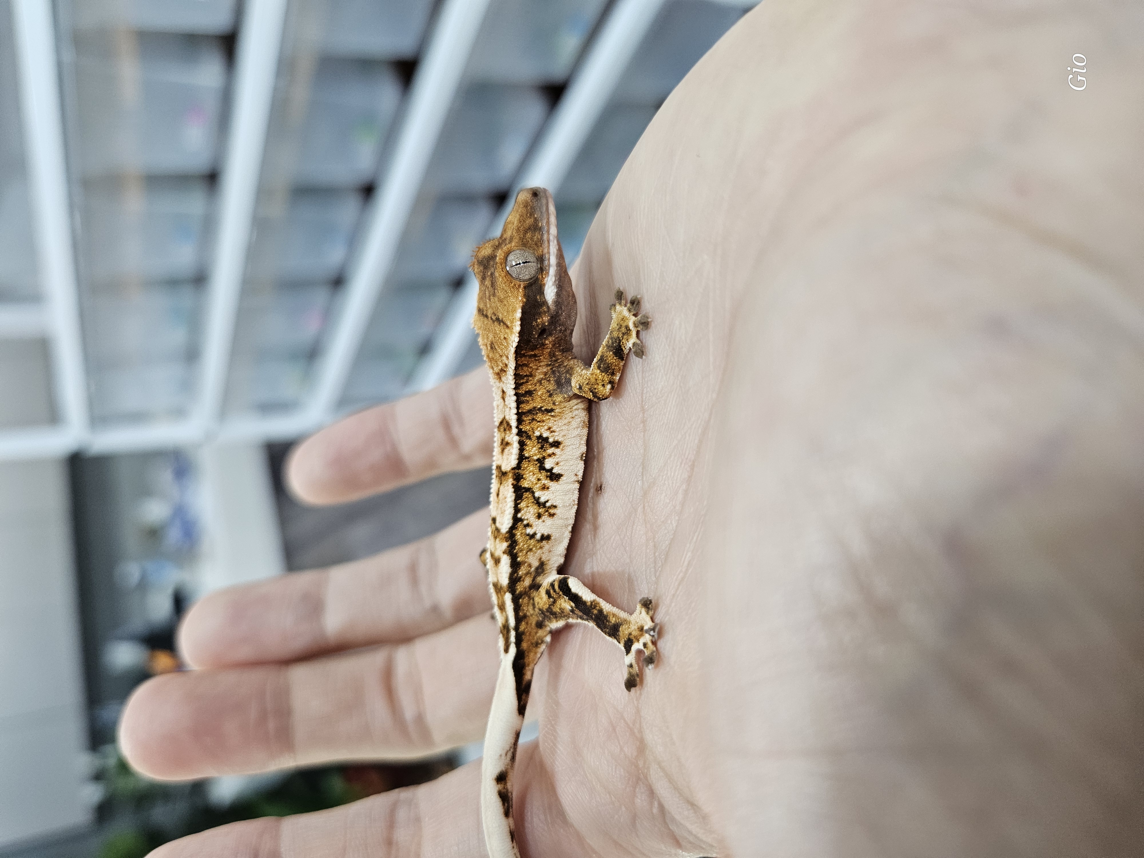 Barb White Pin Tri Extreme Harlequin