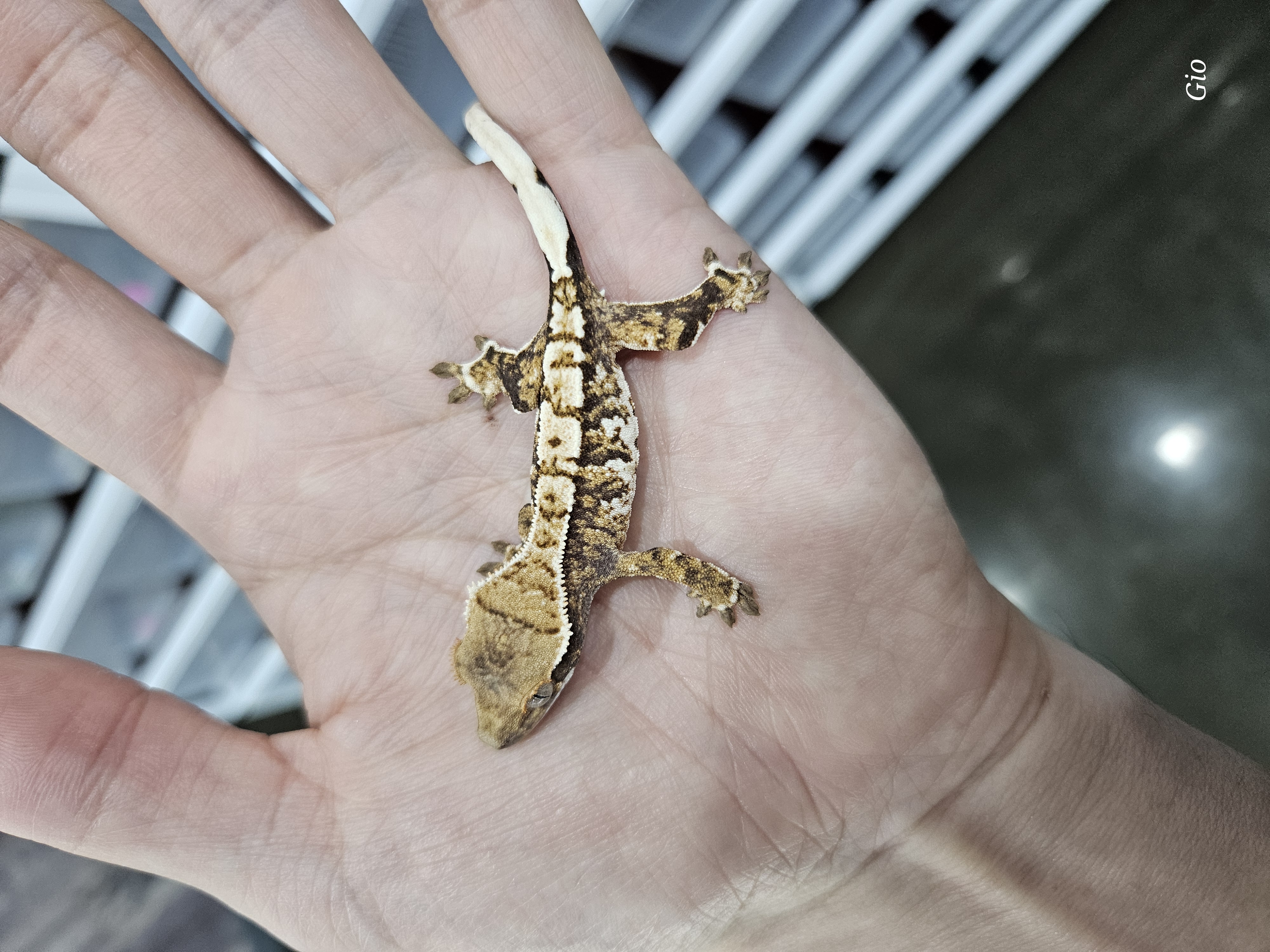 Tri Barb White Pin Extreme Harlequin