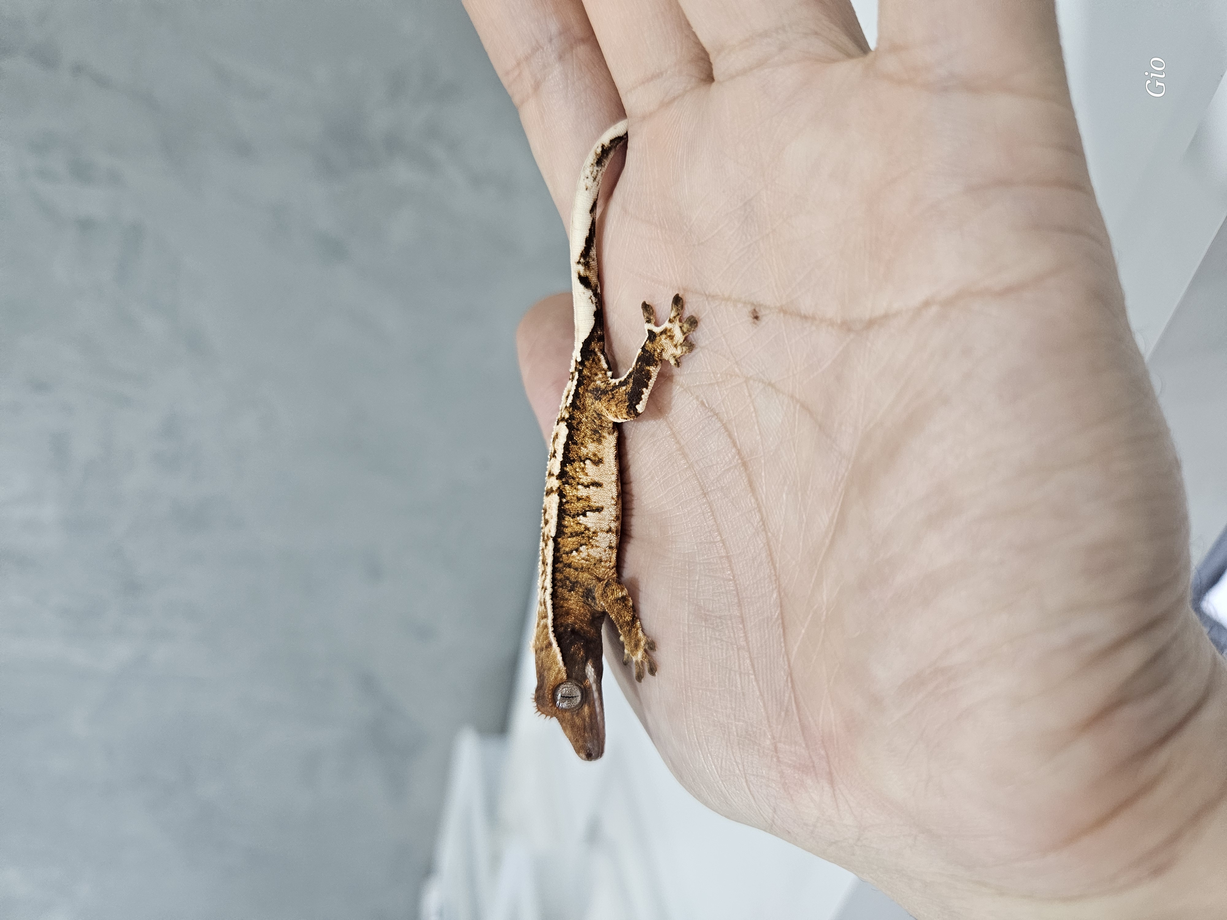 Extreme Harlequin Barb Tri White Pin