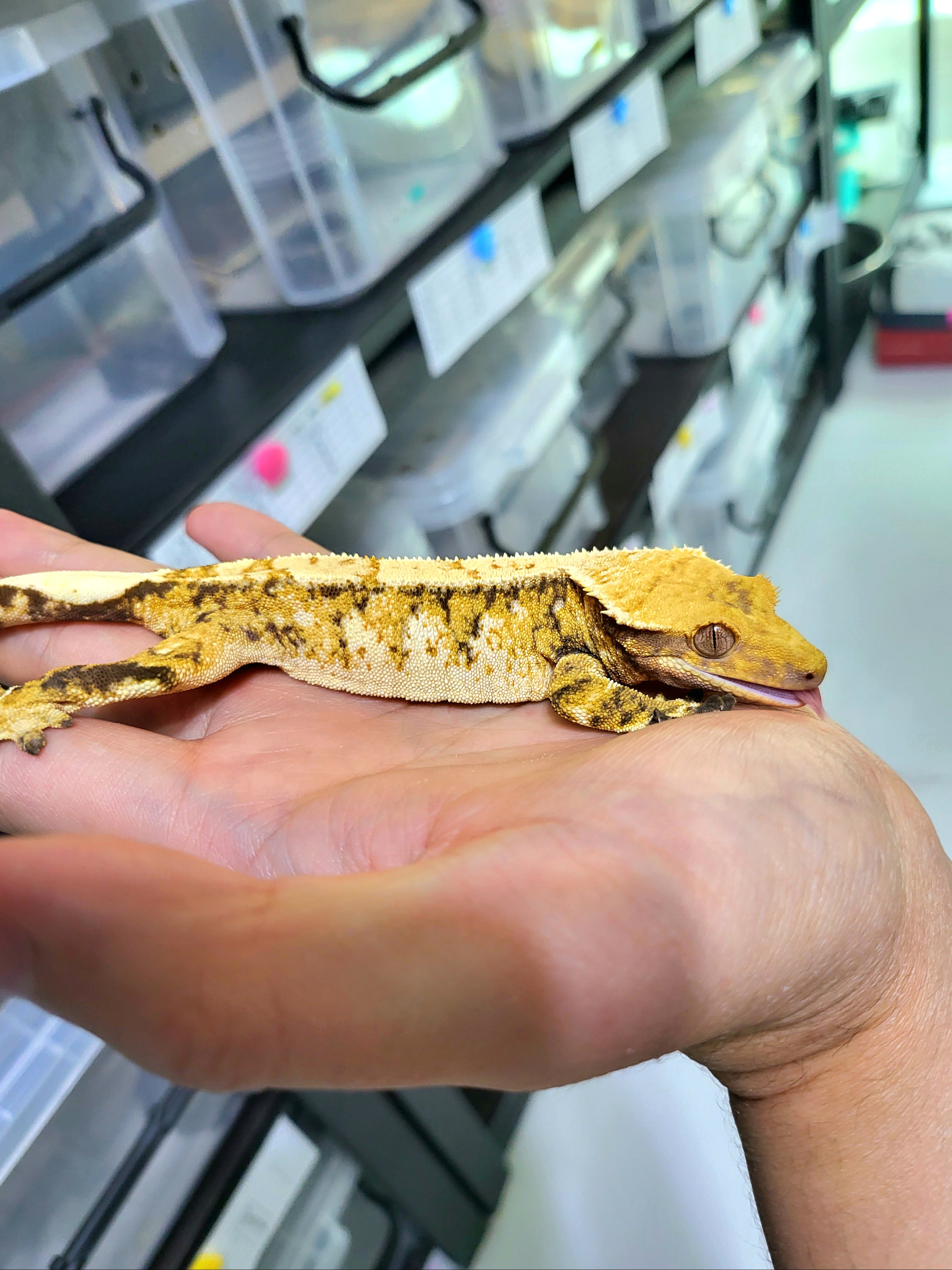 Barb Tri Extreme Harlequin