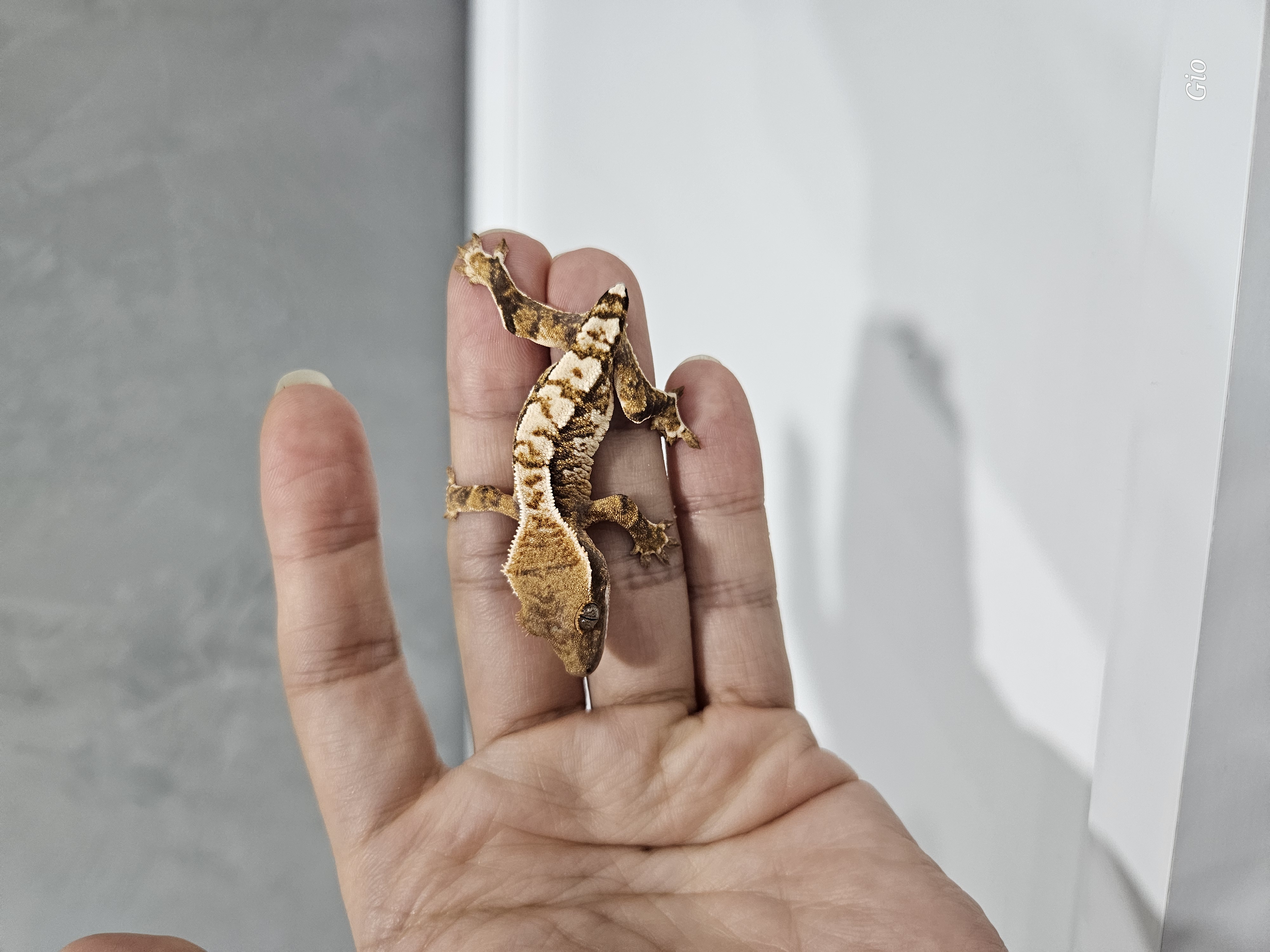 White Pin Tri Barb Extreme Harlequin