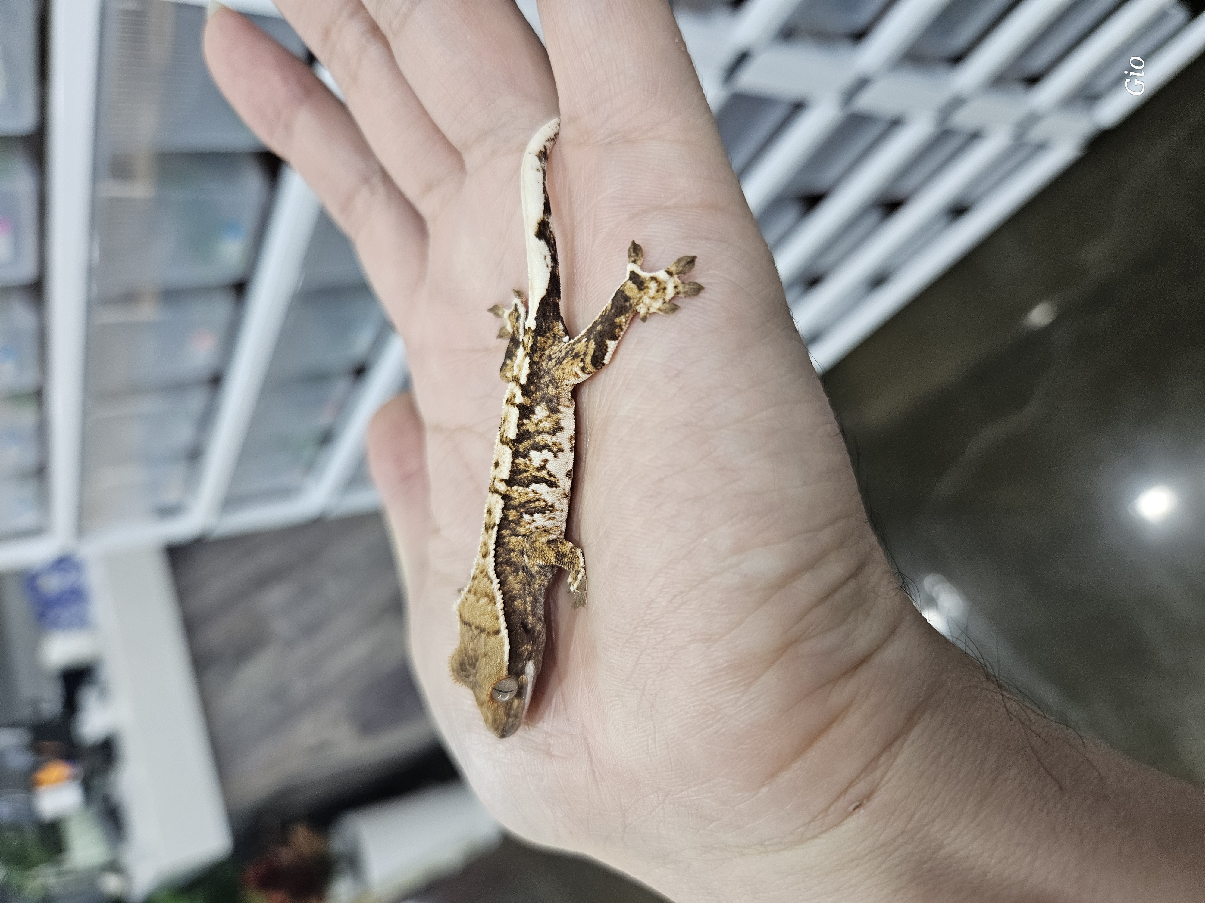 Tri Barb White Pin Extreme Harlequin