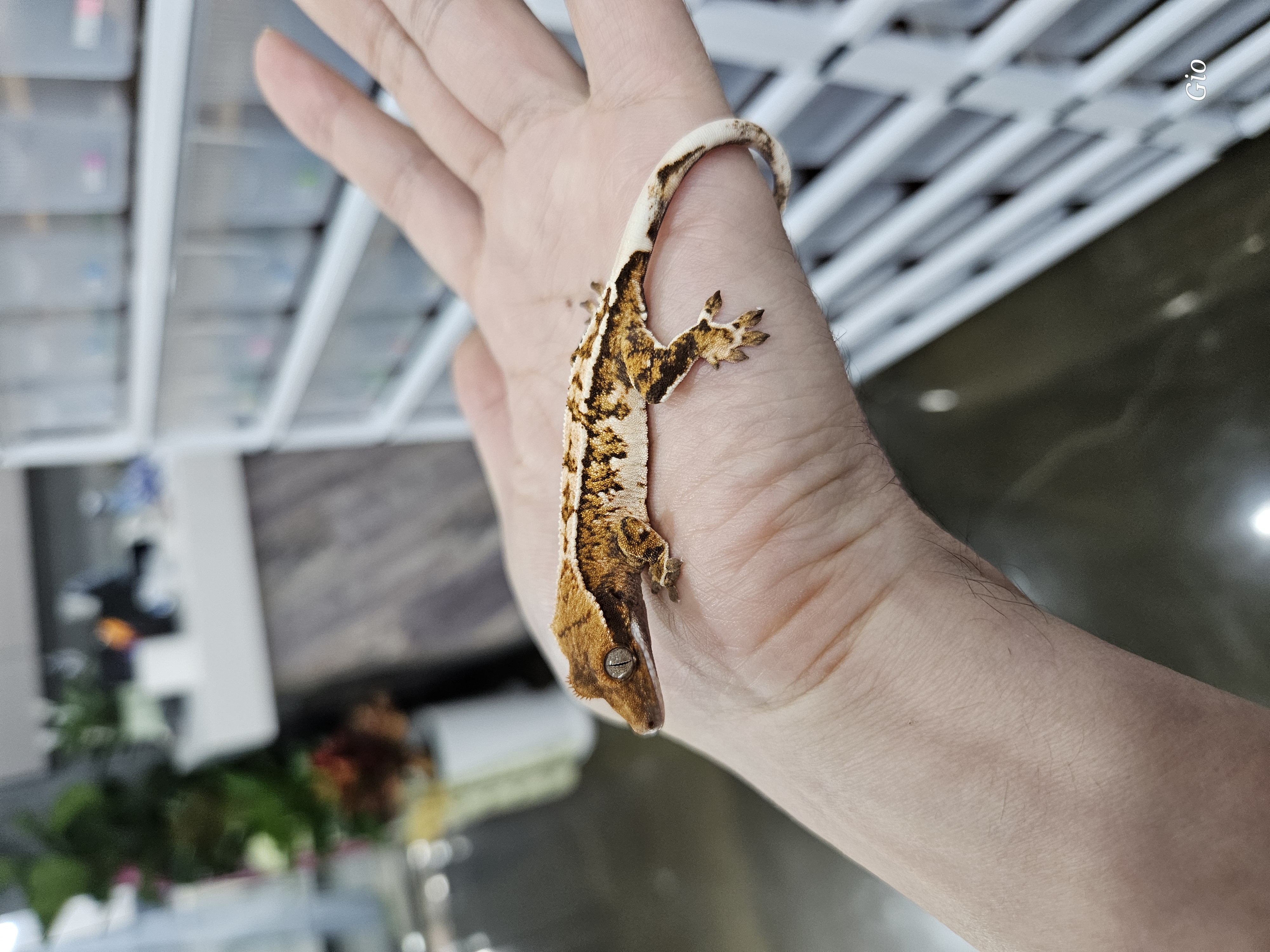 Barb White Pin Tri Extreme Harlequin