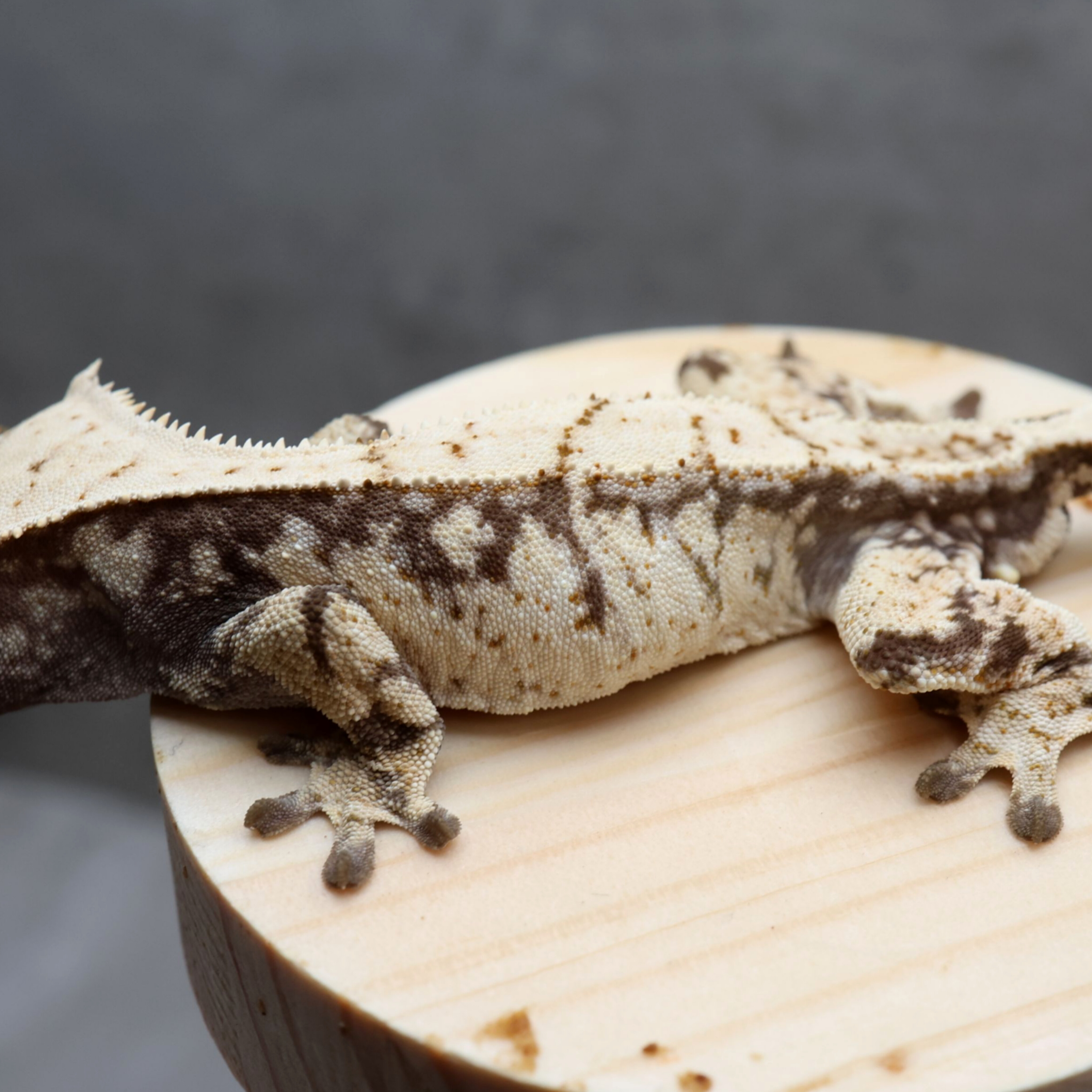 Normal White Extreme Harlequin