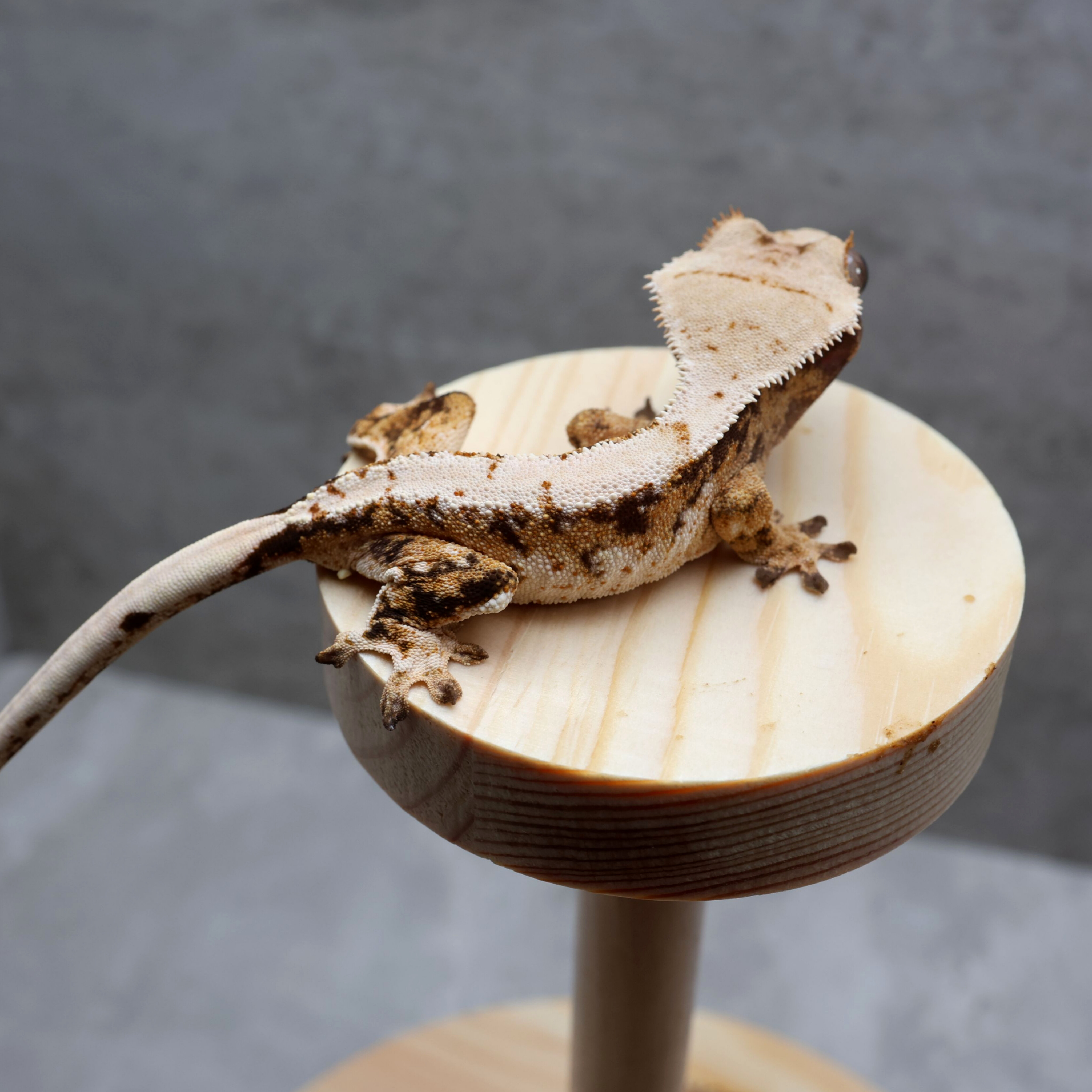 White Extreme Harlequin Tri Normal