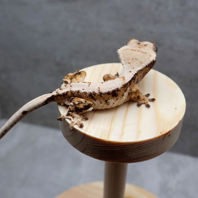 White Extreme Harlequin Tri Normal