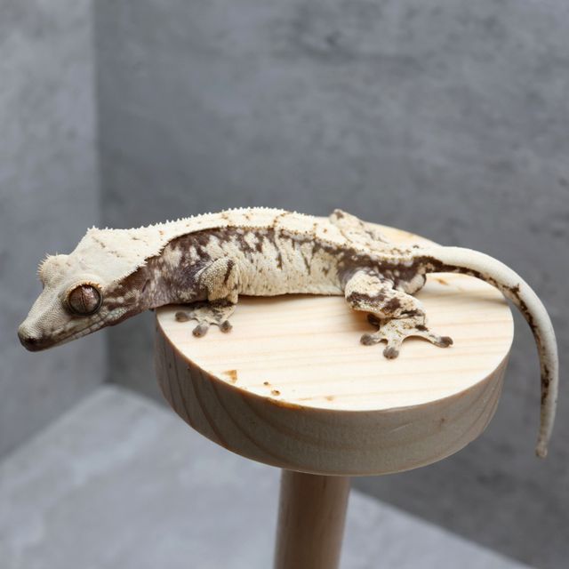 Normal White Extreme Harlequin