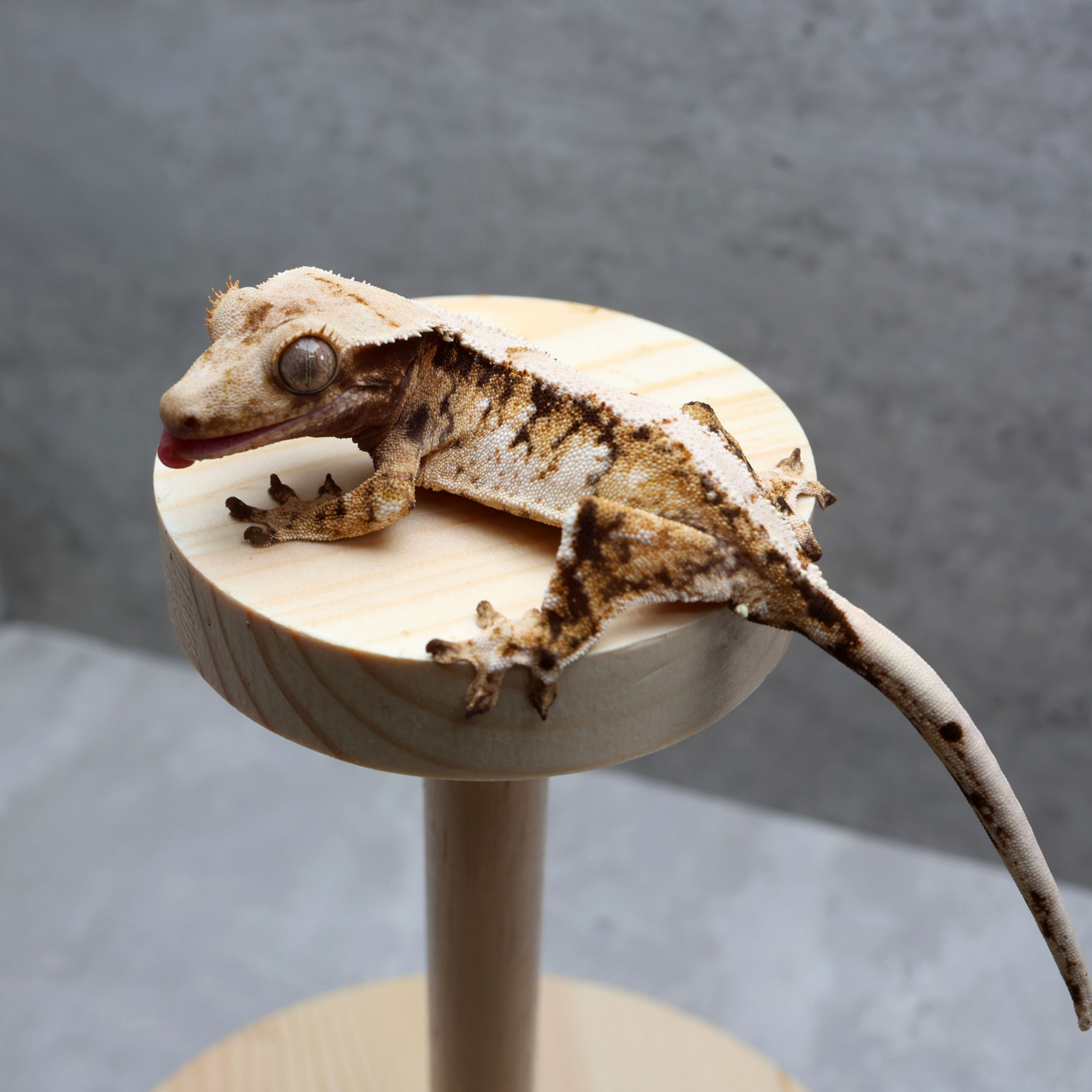 White Extreme Harlequin Tri Normal