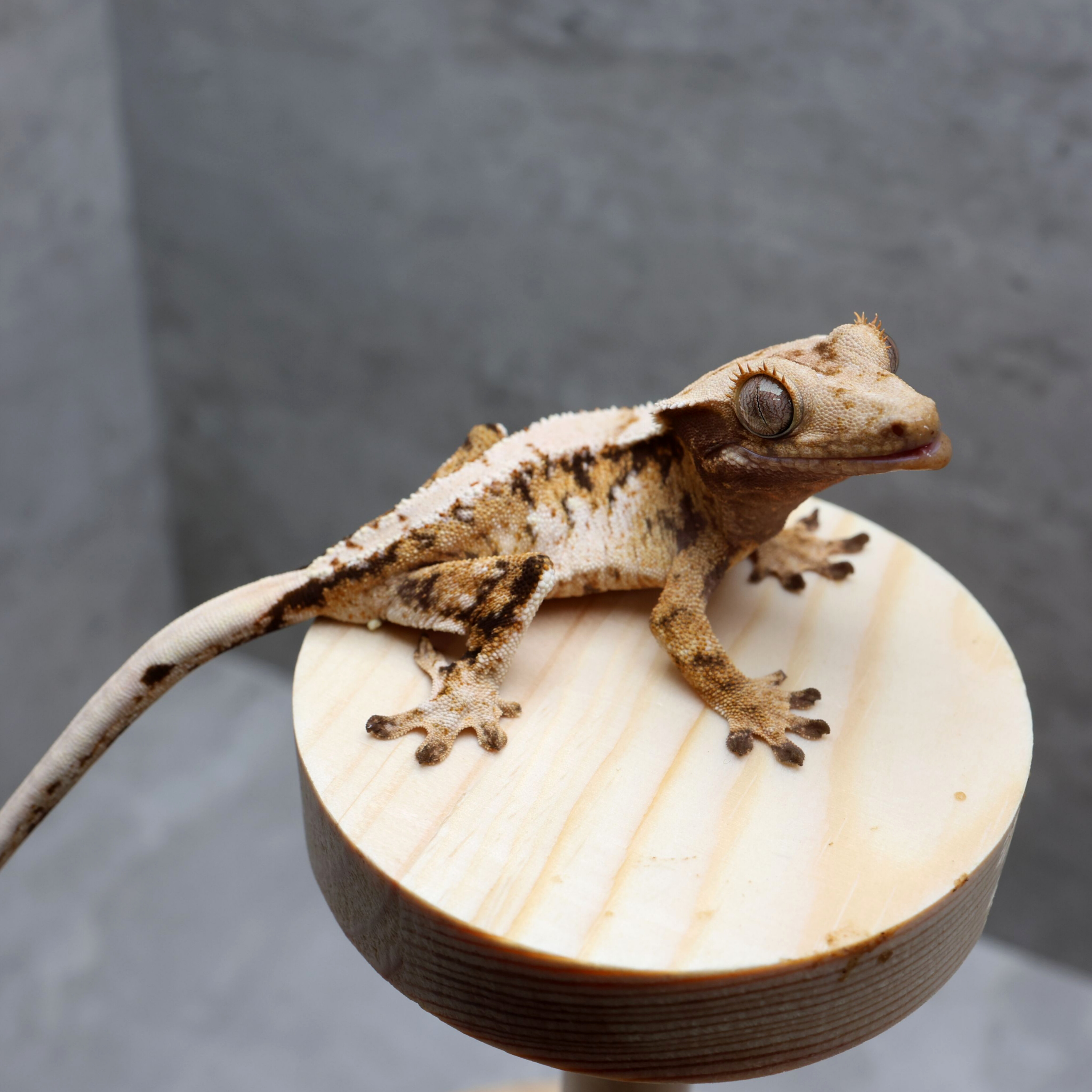 White Extreme Harlequin Tri Normal