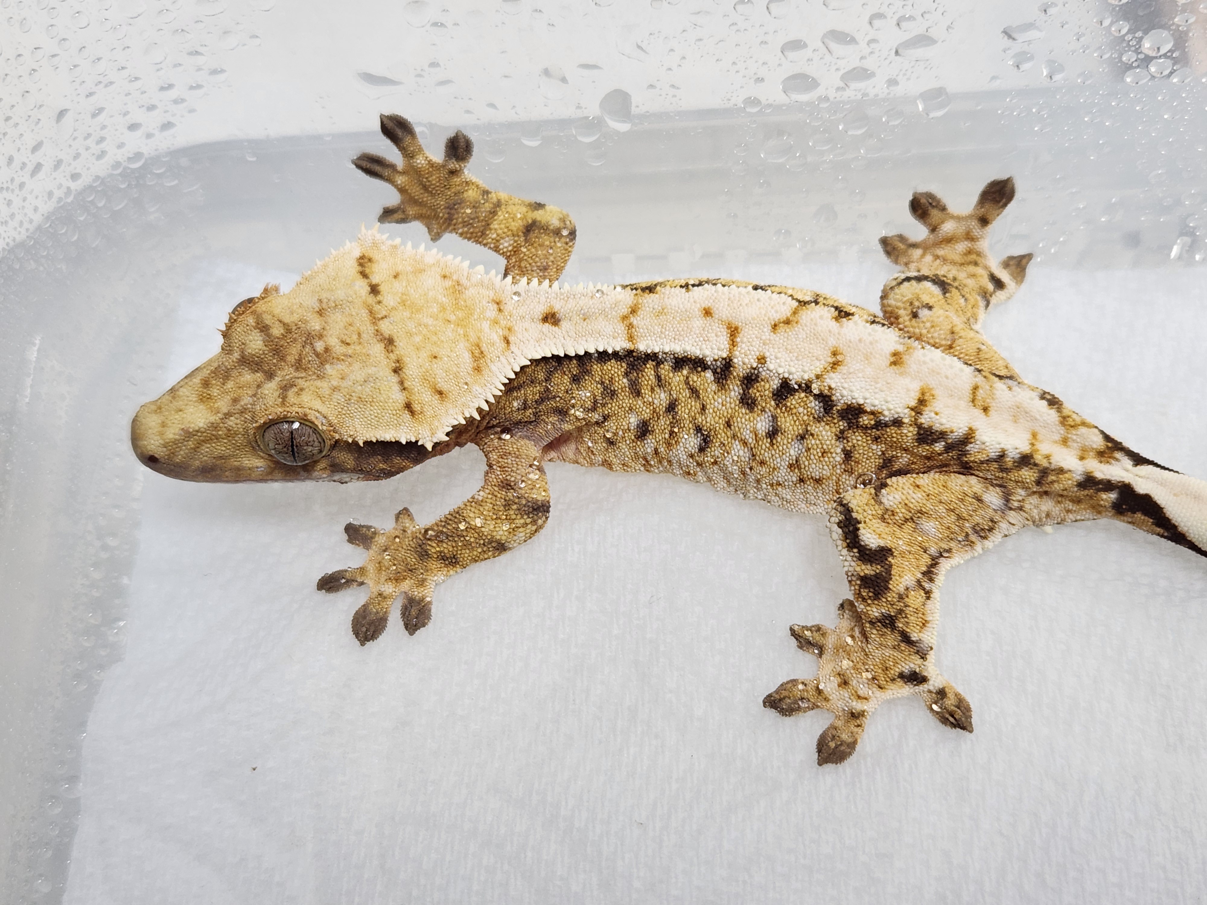 Extreme Harlequin Lazy Tri