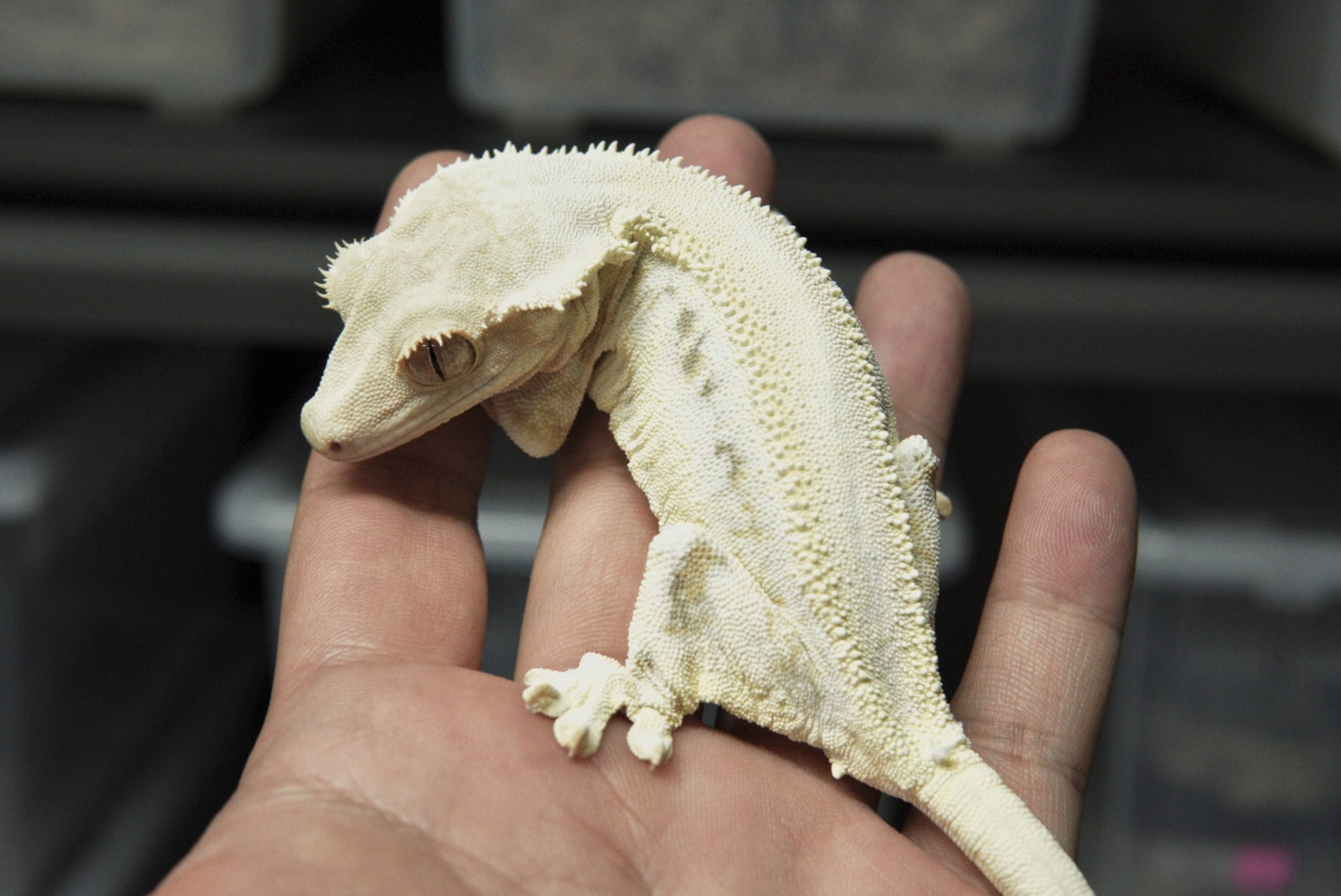 Lazy Panda Lilly White