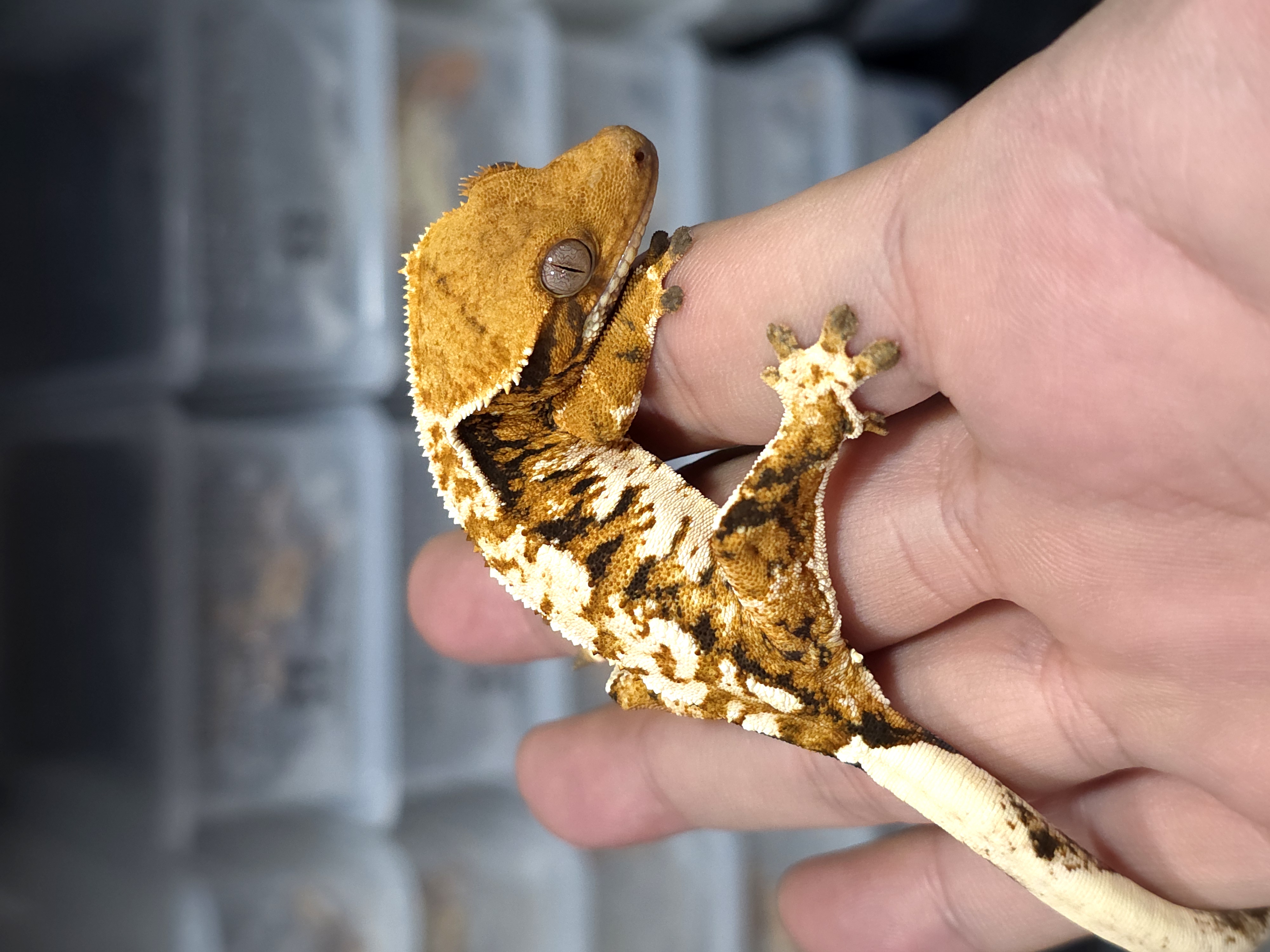 Normal Tri Tangerine