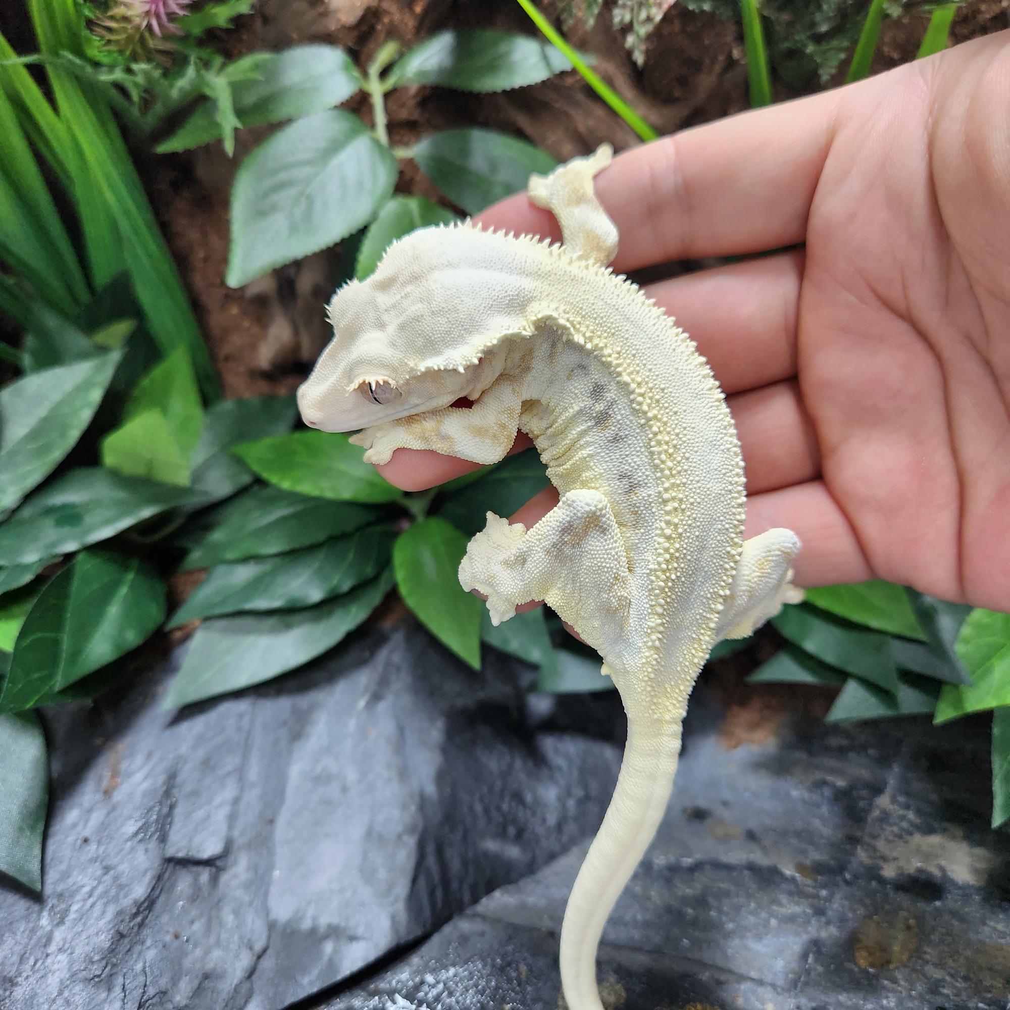 Lazy Panda Lilly White