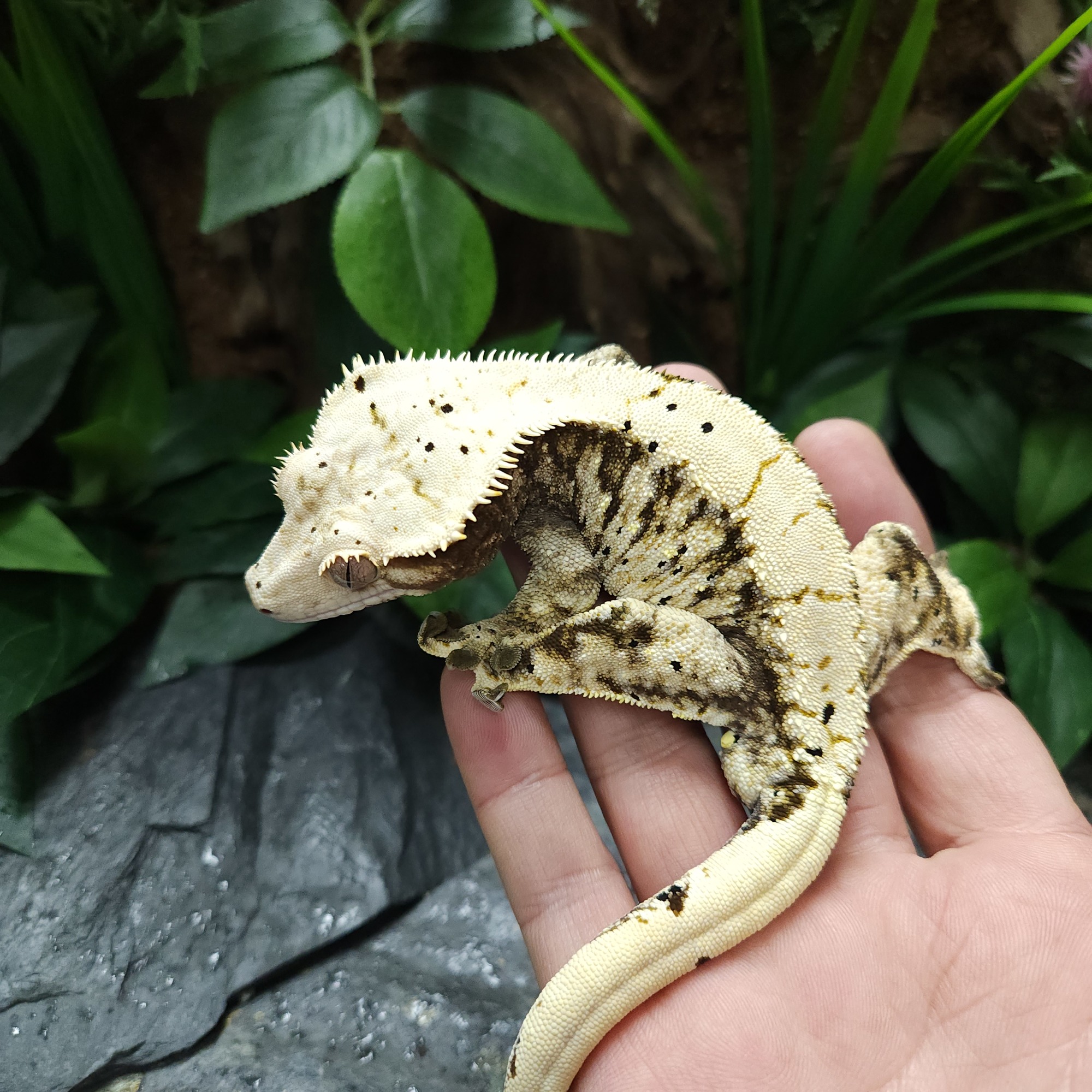 Lazy Tri Extreme Harlequin