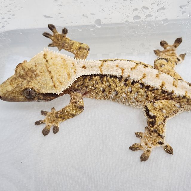 Extreme Harlequin Lazy Tri