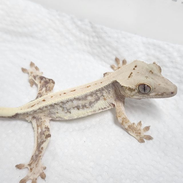 Lilly 100% Het Axanthic