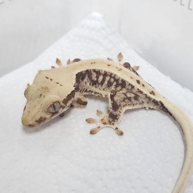 Lilly 100% Het Axanthic