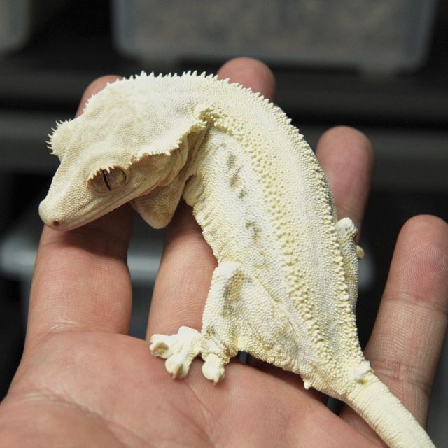 Lazy Panda Lilly White