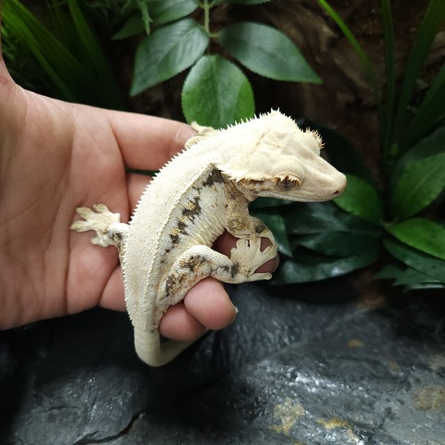 Lazy Panda Lilly White