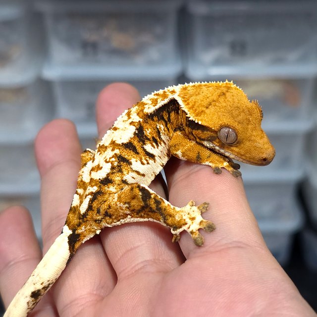 Normal Tri Tangerine