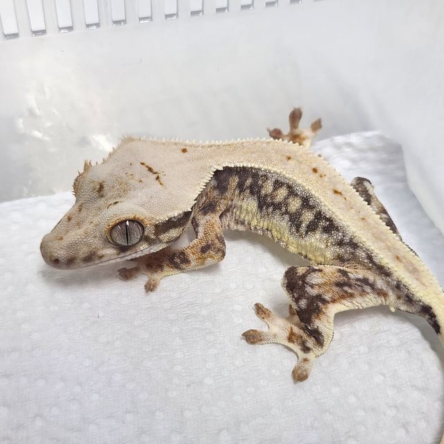 Lilly 100% Het Axanthic