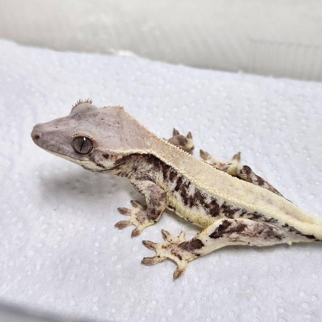 Lilly White 100% Het Axanthic