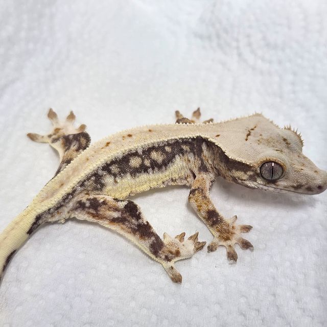 Lilly 100% Het Axanthic