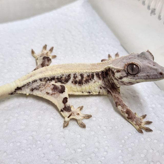 Lilly White 100% Het Axanthic