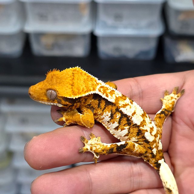 Normal Tri Tangerine