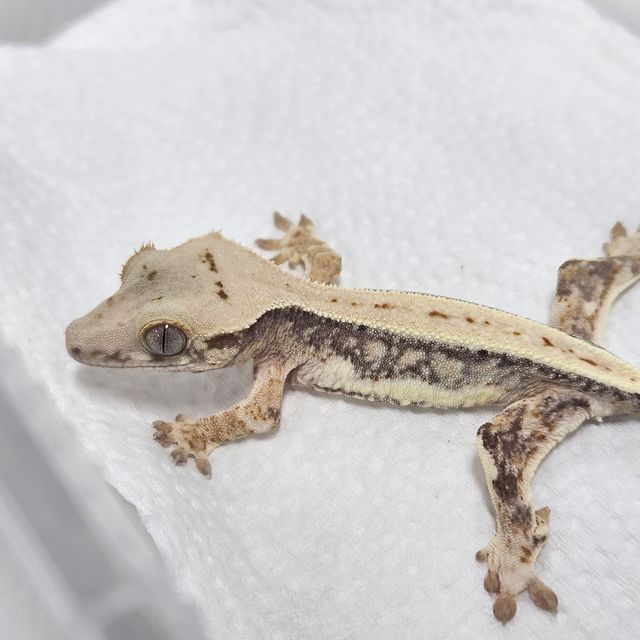 Lilly 100% Het Axanthic