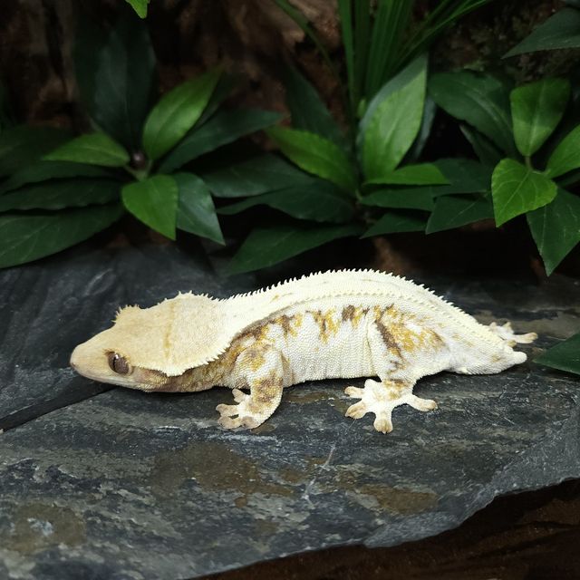 Lazy Panda Lilly White