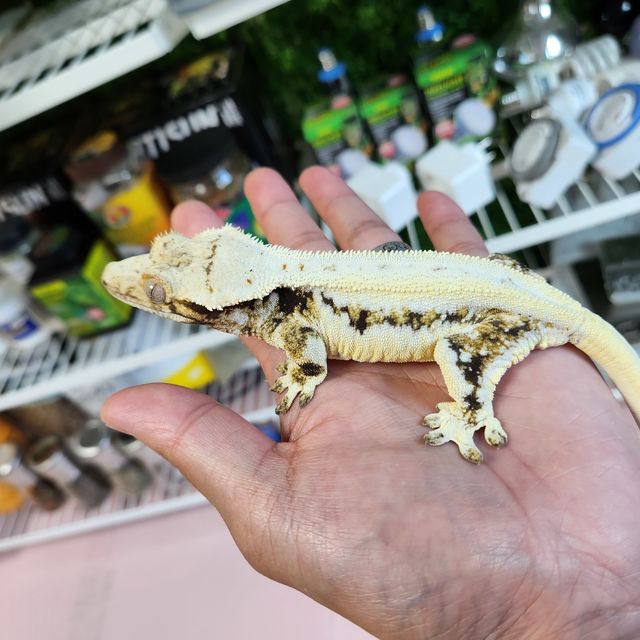 Lazy Panda Lilly White