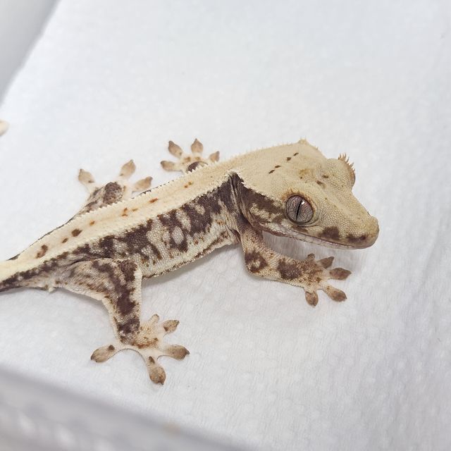 Lilly 100% Het Axanthic